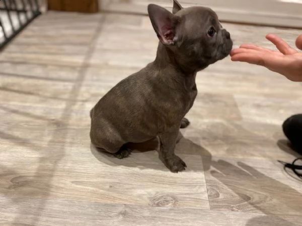 eccezionali cuccioli di bulldog francese pronti a conoscerti