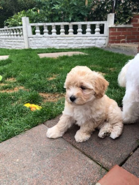 gli eccezionali cuccioli di maltipoo sono preparati per le loro nuove case. | Foto 1