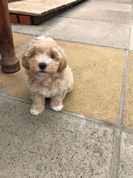 gli eccezionali cuccioli di maltipoo sono preparati per le loro nuove case. | Foto 0