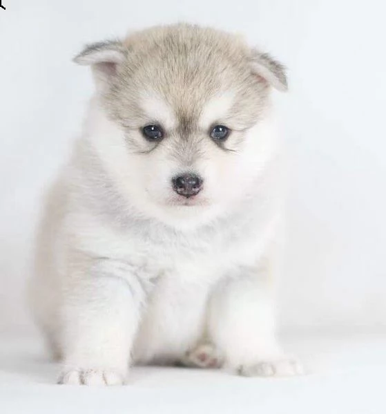 cuccioli di pomsky preparati, incredibile varietà non adulterata. | Foto 1