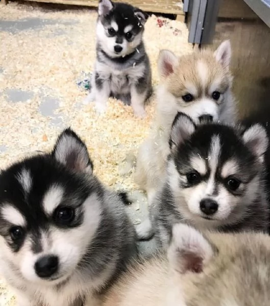 cuccioli di pomsky preparati, incredibile varietà non adulterata. | Foto 0