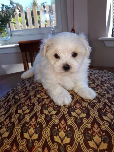disponibili per la vendita cuccioli di maltese maschio e femmina