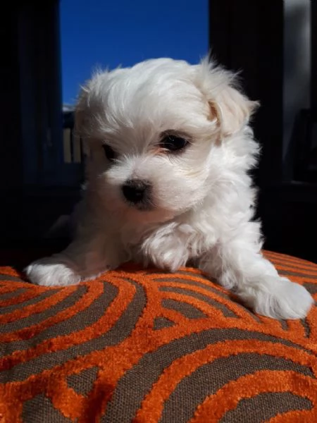 disponibili per la vendita cuccioli di maltese maschio e femmina | Foto 1