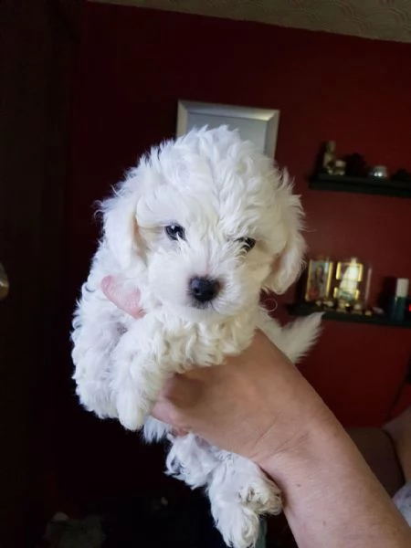 disponibili per la vendita cuccioli di maltese maschio e femmina | Foto 0