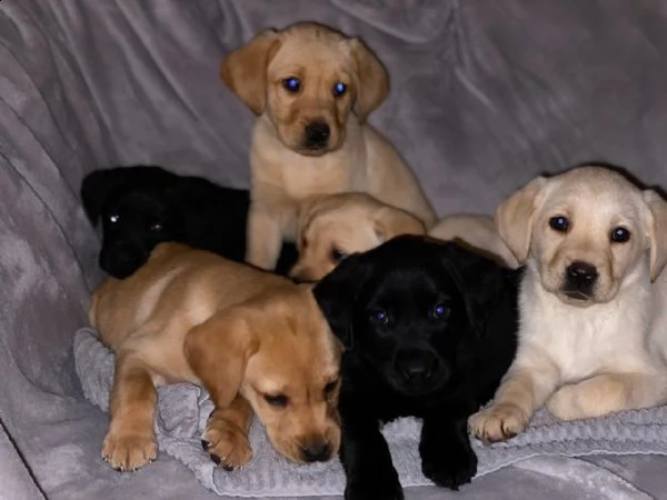 hanno tutti i migliori cuccioli di labrador retriever | Foto 1