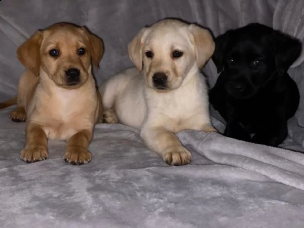 hanno tutti i migliori cuccioli di labrador retriever | Foto 0