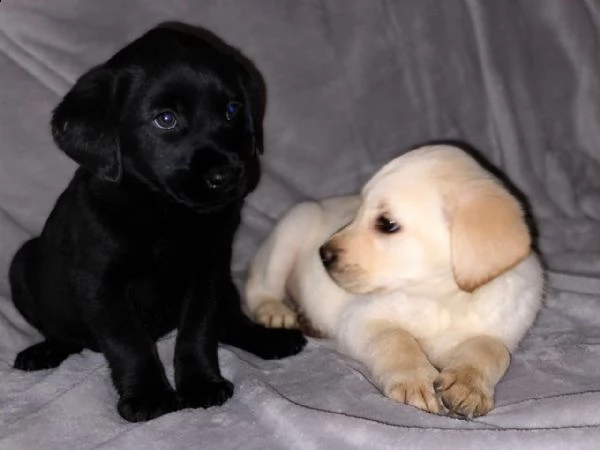 hanno tutti i migliori cuccioli di labrador retriever