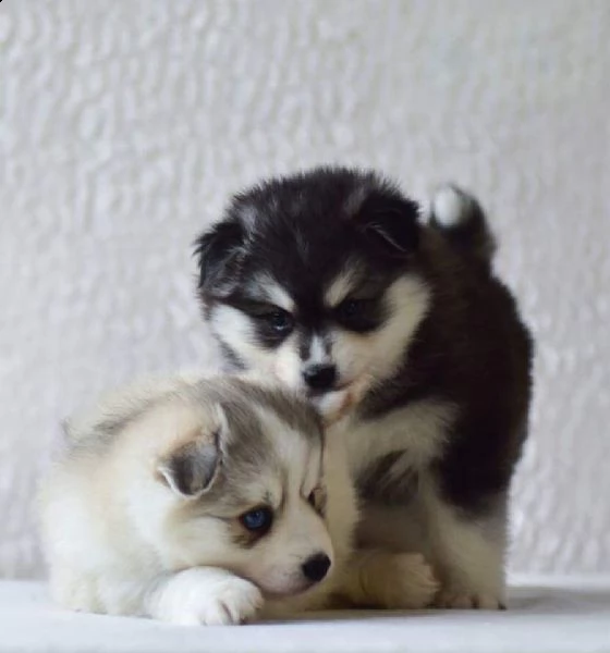cuccioli di pomsky preparati, incredibile varietà non adulterata. | Foto 1