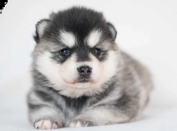 cuccioli di pomsky preparati, incredibile varietà non adulterata. | Foto 0