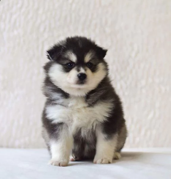 cuccioli di pomsky preparati, incredibile varietà non adulterata.