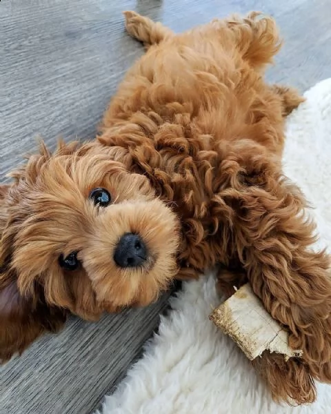 regalo barboncino.... | Foto 0