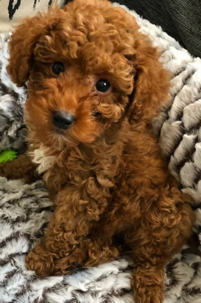 regalo barboncino....