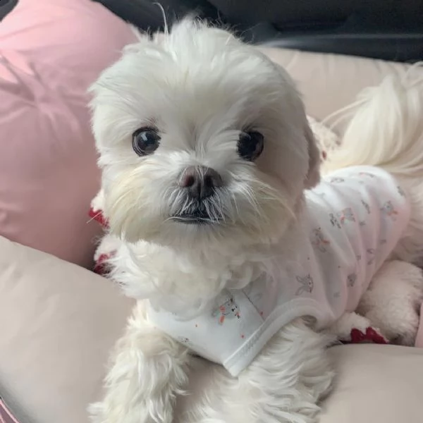 cuccioli maltese nano