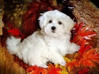 ##regalo maltese | Foto 0
