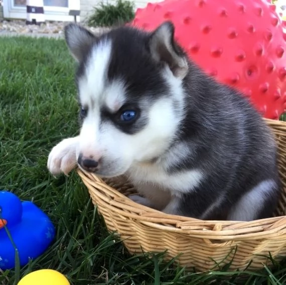 regalo cuccioli siberian husky maschio e femmina....