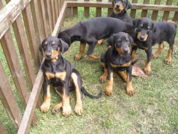 regalo adorabili cuccioli dobermann femminucce e maschietti...