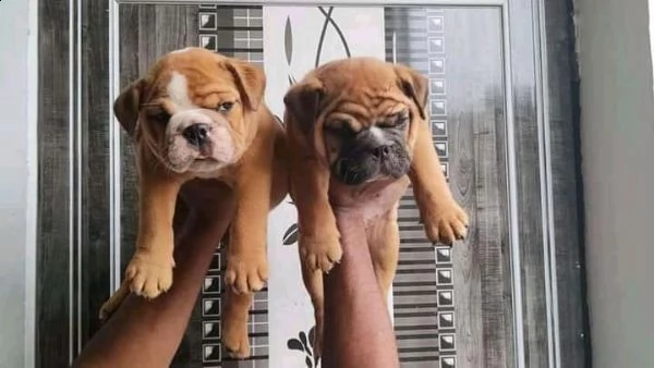 regalo bulldog inglese... | Foto 0
