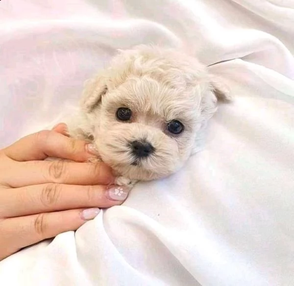 stupende maltese nano+++ | Foto 0