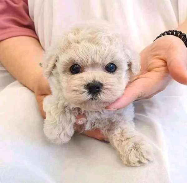 regalo maltese toy# | Foto 0