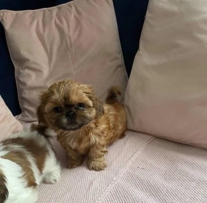 cuccioli di shitzu di 3 mesi