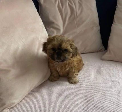 cuccioli di shitzu di 3 mesi | Foto 1