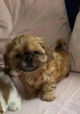 cuccioli di shitzu di 3 mesi | Foto 0