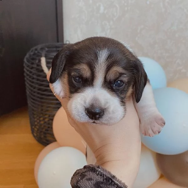 cuccioli beagle