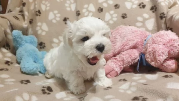 bellissimi cuccioli maltesi