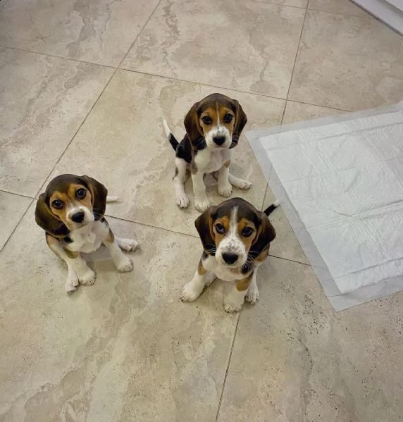 beagle maschio 3 mesi