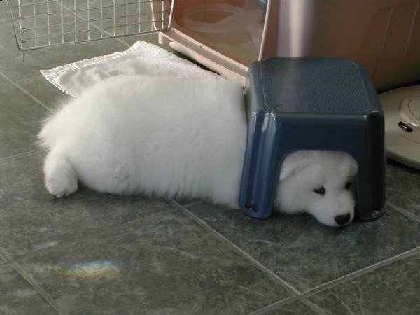 cuccioli di samoiedo maschio e femmina bianco | Foto 0