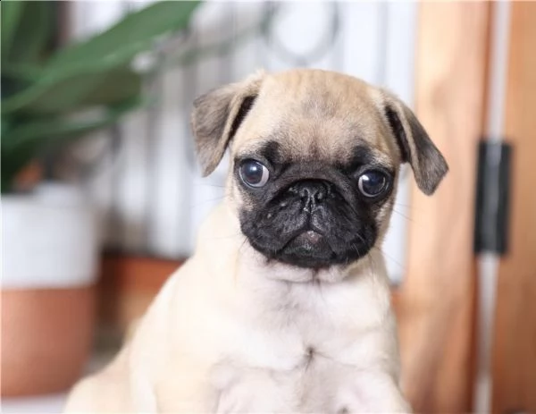 cuccioli di carlino di alta genealogia | Foto 0