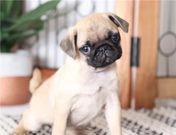 cuccioli di carlino di alta genealogia