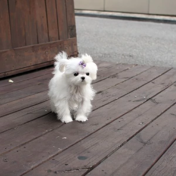 regalo maltese | Foto 0