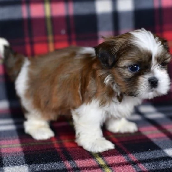    regalo shih-tzu  toy