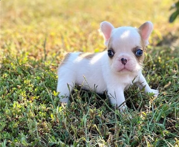 cuccioli di bulldog francese per l'adozione