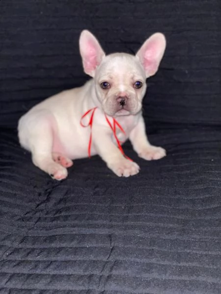 regalo bouledogue francese di 80 giorni