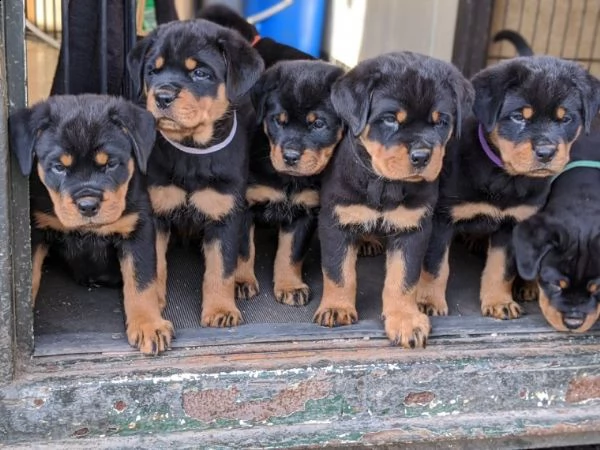 regalo cuccioli di rottweiler disponiamo di una cucciolata di rottweiler ,con microchip,2 vaccini,2 