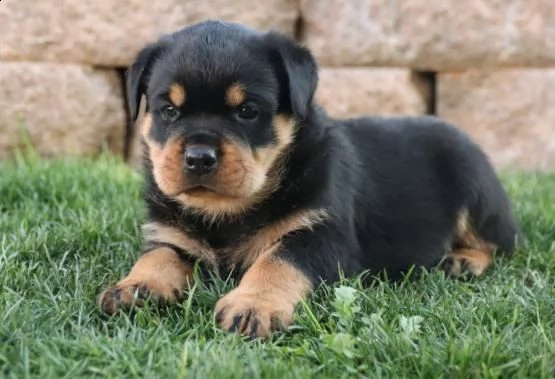 regalo cuccioli di rottweiler disponiamo di una cucciolata di rottweiler ,con microchip,2 vaccini,2 