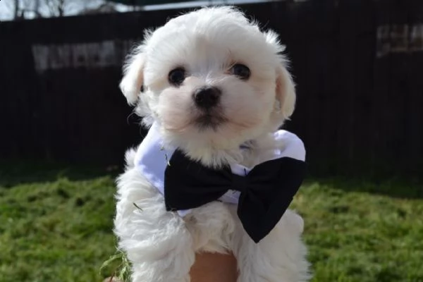 maltese cuccioli introvabili cuccioli di maltese intelligenti e dolcissimi attaccati al padrone cucc