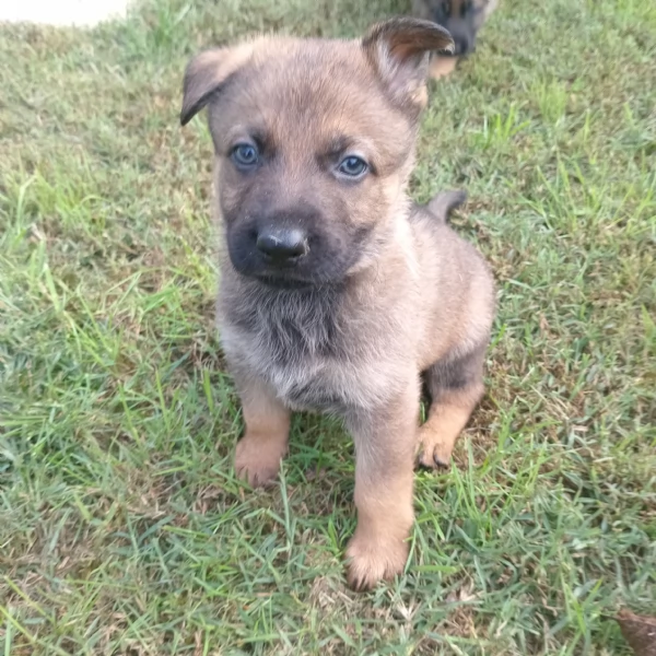 Cuccioli Pastore Tedesco | Foto 0