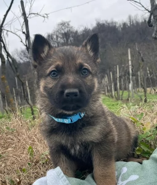 Cuccioli Pastore Tedesco