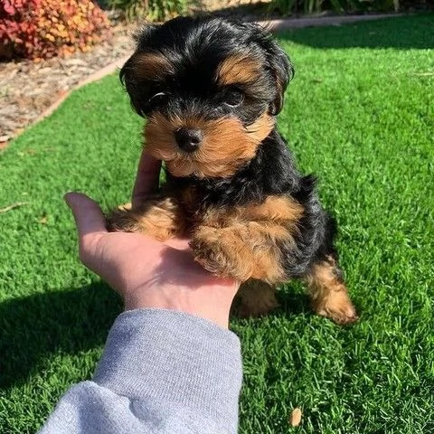disponibili cuccioli di yorkie teacup | Foto 0