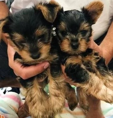 disponibili cuccioli di yorkie teacup