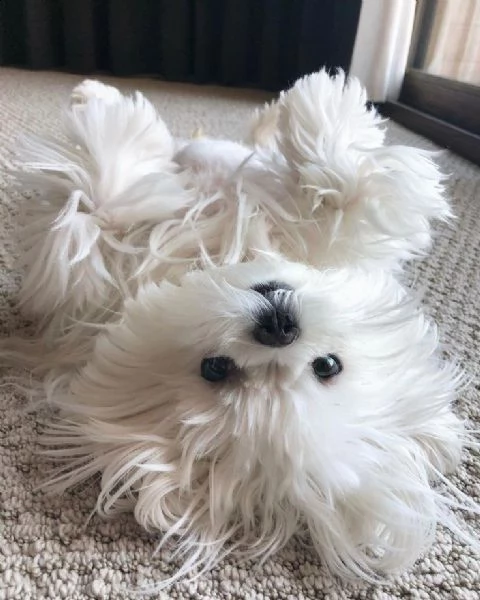 maltese toy