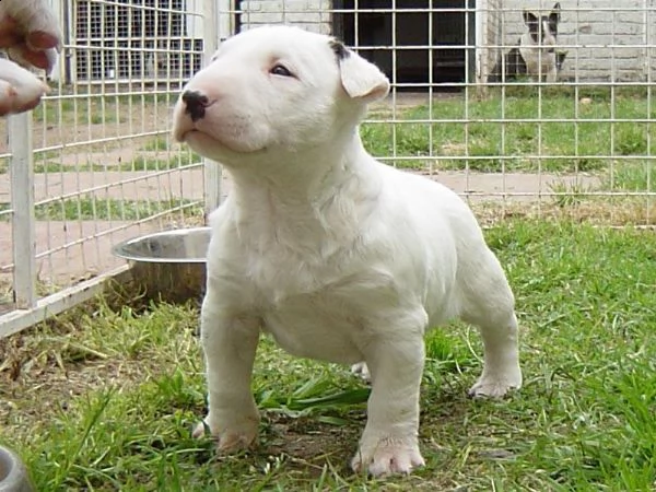 adorabili cuccioli di bull terrier femminucce e maschietti disponibili per l'adozione gratuita i 