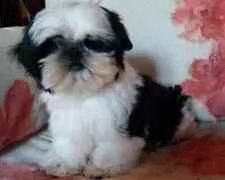 cuccioli di shitzu 