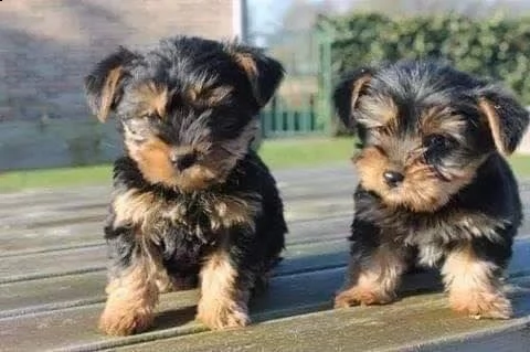 yorkshire terrier con pedigree 