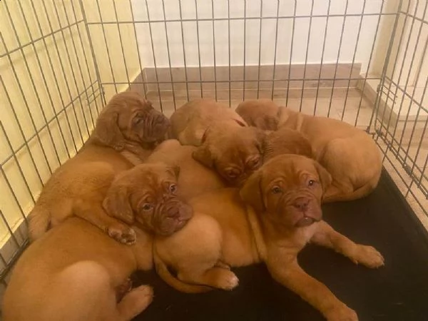disponibili cuccioli di dogue de boudeaux
