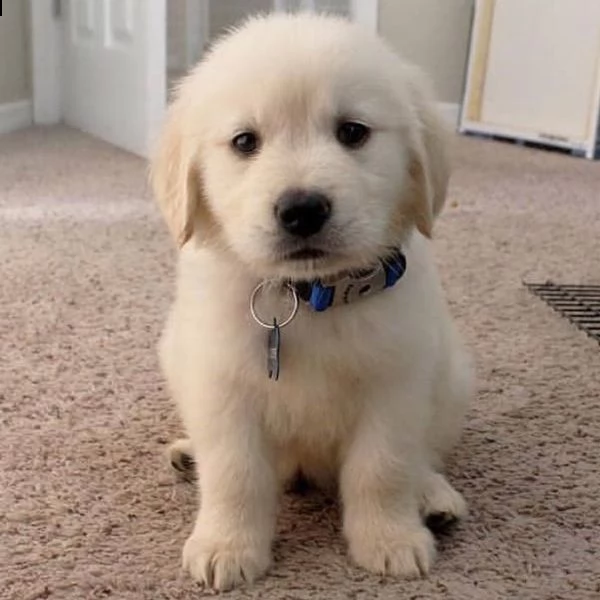 regalo golden retriever 