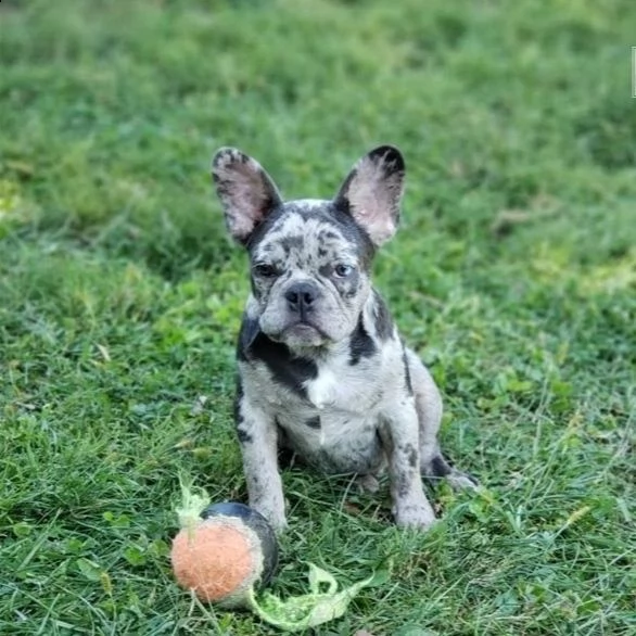  cuccioli di bulldog francese per l'adozione